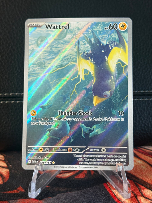 Wattrel #3